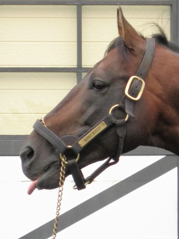 Additional IRL photograph of King Halo