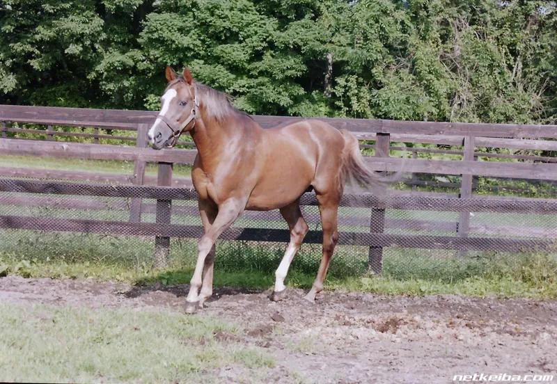 Archive photograph of Dicta Striker