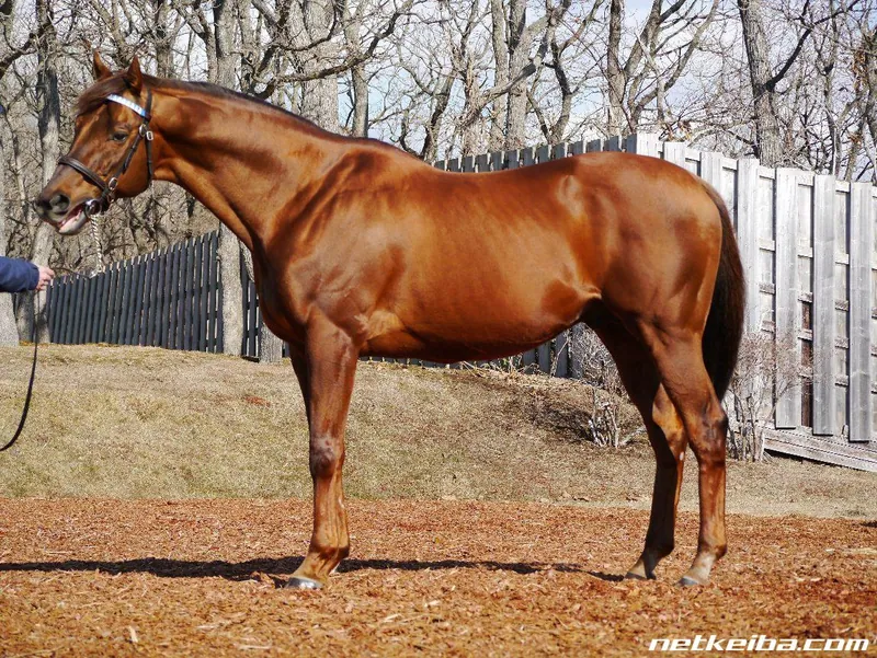 Additional IRL photograph of Furioso