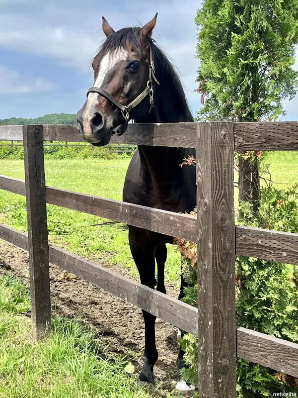 Additional IRL photograph of Tanino Gimlet