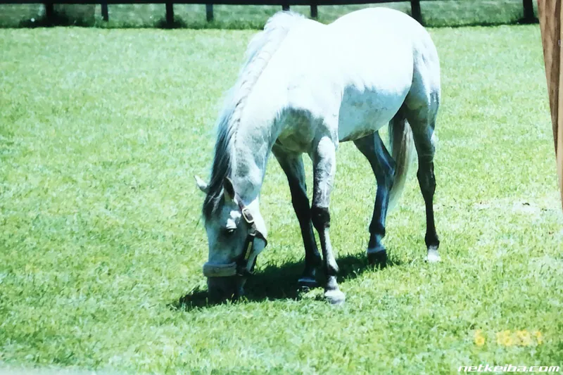 Archive photograph of Mejiro McQueen
