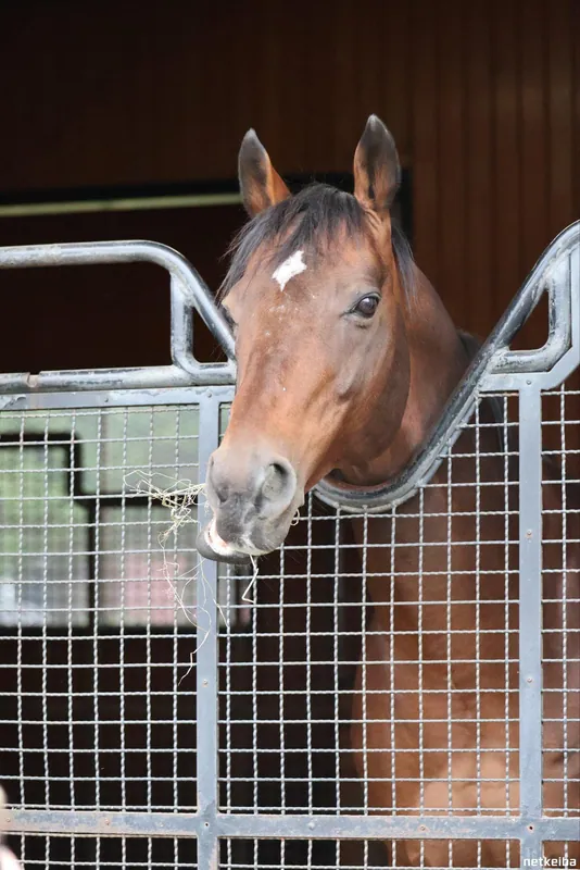 Archive photograph of Satono Diamond