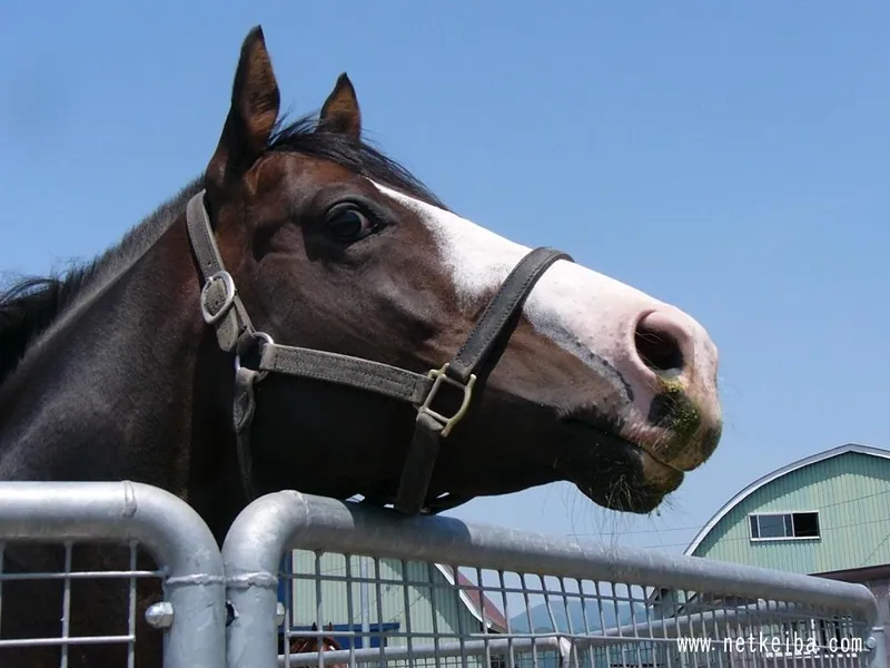 Archive photograph of Dantsu Flame