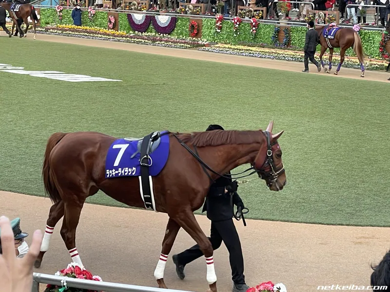 Archive photograph of Lucky Lilac