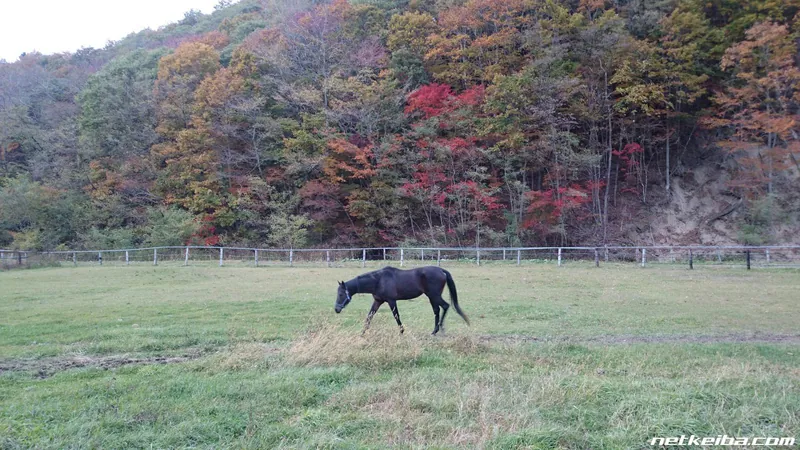 Archive photograph of Biko Pegasus