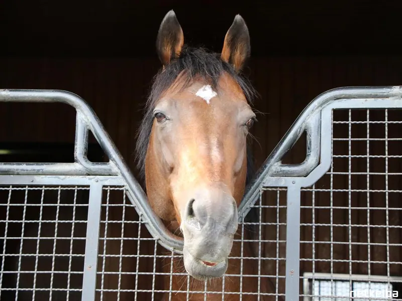 Archive photograph of Satono Diamond