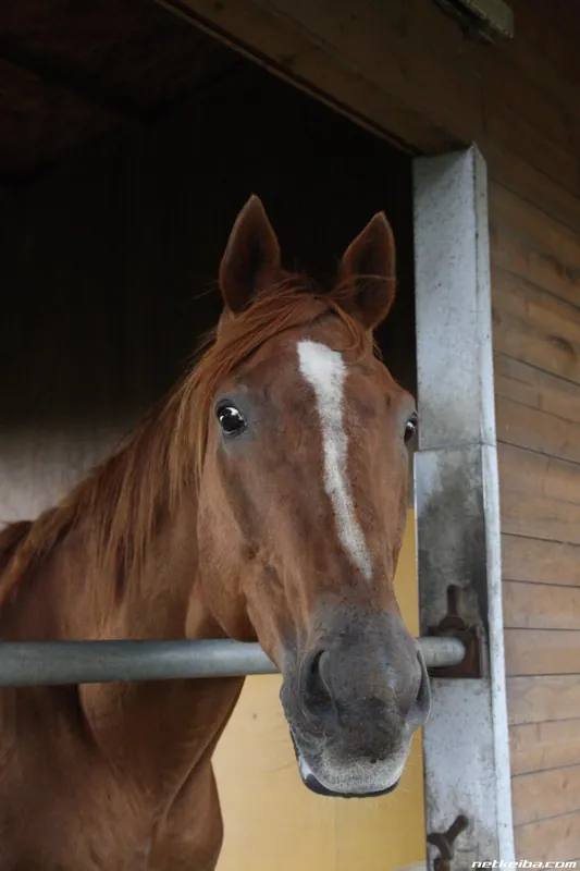 Additional IRL photograph of Mihono Bourbon
