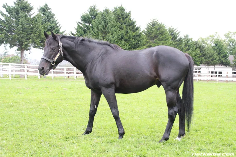 Additional IRL photograph of Fenomeno