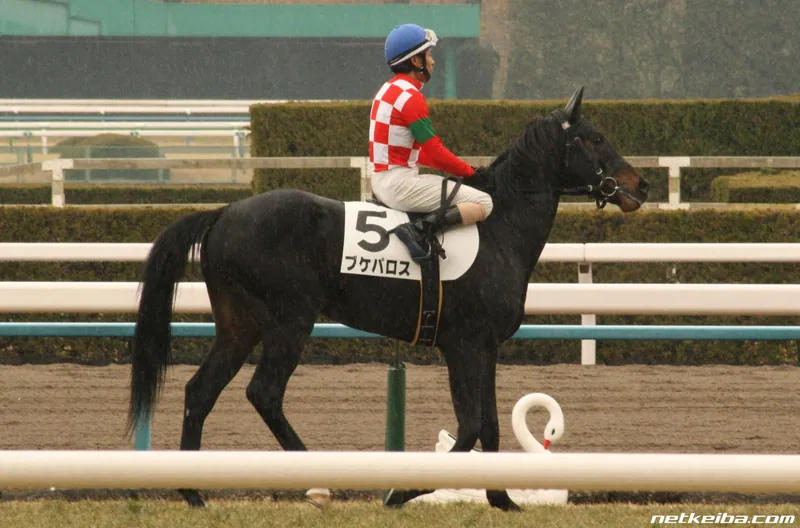 Additional IRL photograph of Bucephalus