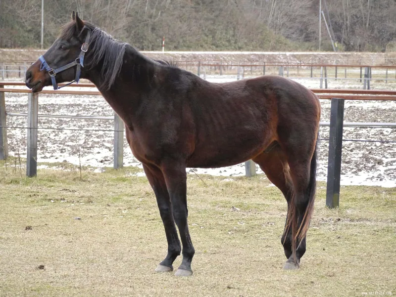 Additional IRL photograph of Biko Pegasus