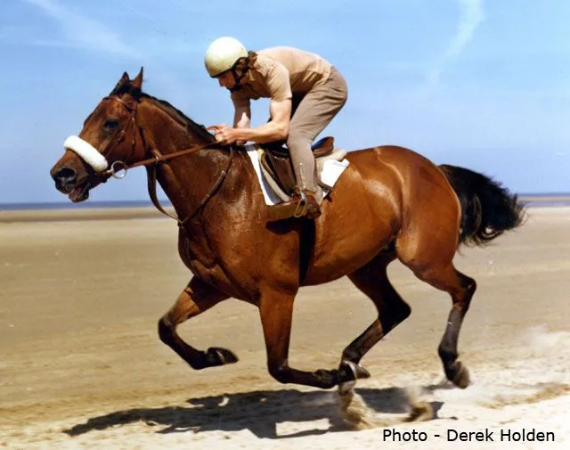 IRL Red Rum