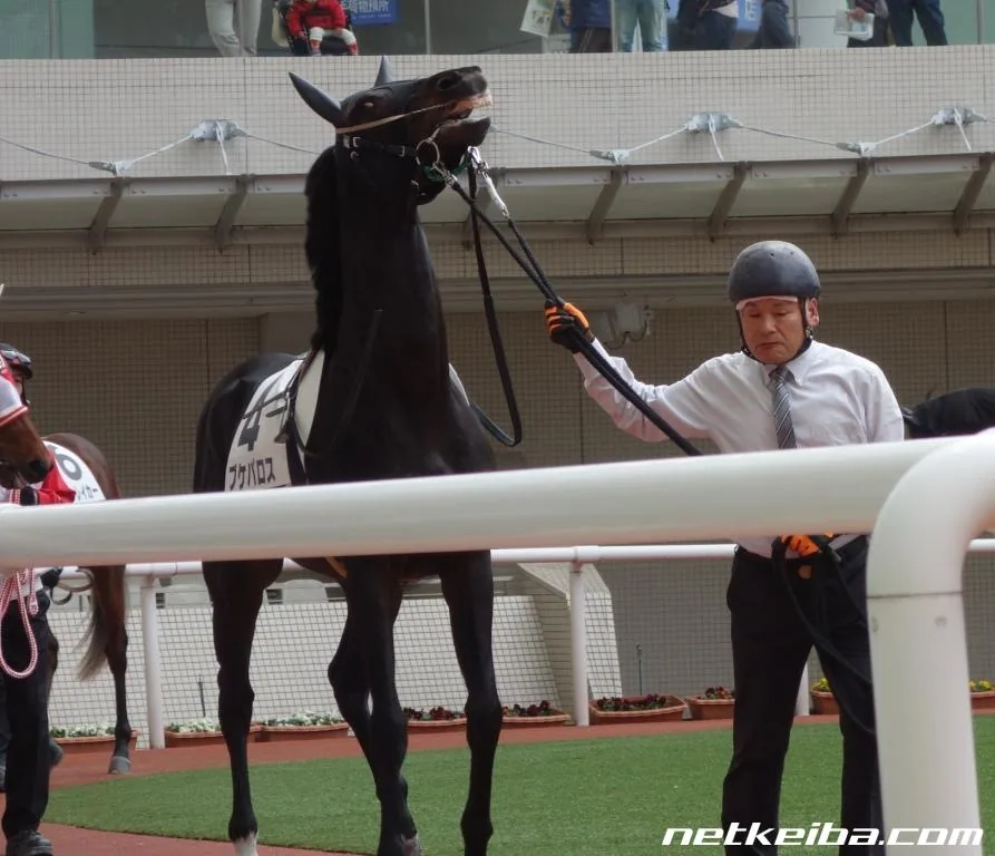 IRL Bucephalus